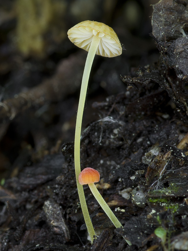 Mycena acicula